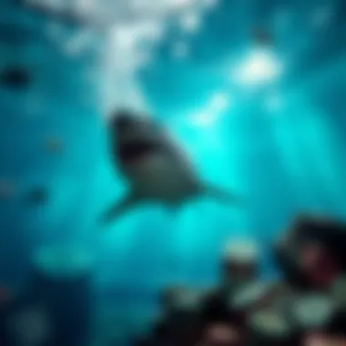 Artistic representation of the underwater theme and immersive environment in the Wild Shark slot.